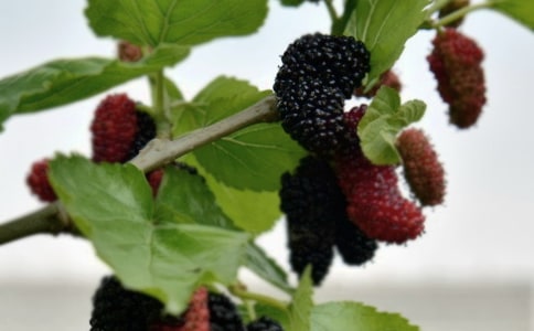 ժɣ������