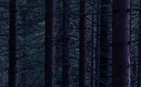 奇幻森林觀后感9篇