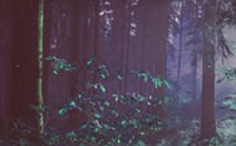 ��ľż��ɭ�֡��x���