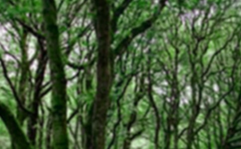 ɭ�ַ�������(��(y��u))