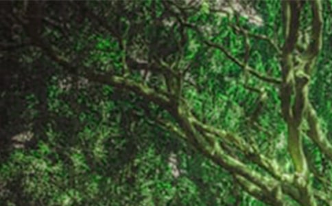 �����ϡ���ɭ������300��3ƪ