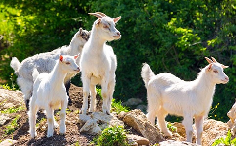 �Ǻ���ֻСɽ��Ĺ���