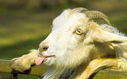 ����ĸɽ���Сɽ��Ĺ���