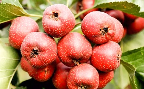 ɽ髵Ĺ�Ч���ü�ʳ�÷���