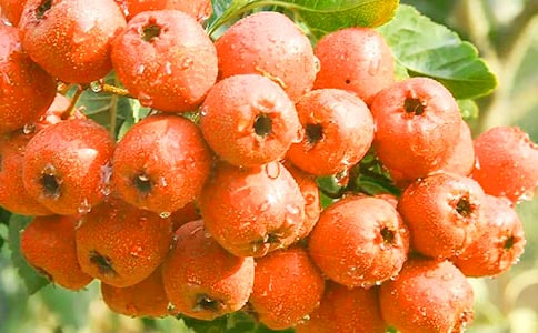 ��(j��ng)����ɽ髲趼����Щ��̎��