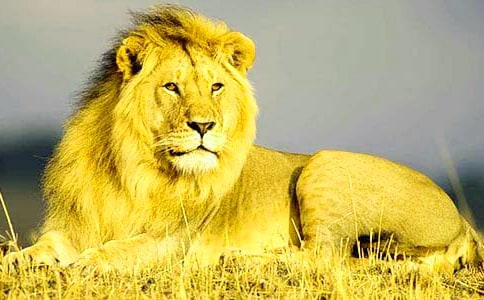 С���Ƕ��{�ӿ��D��Ԓ(�ϼ�15ƪ)