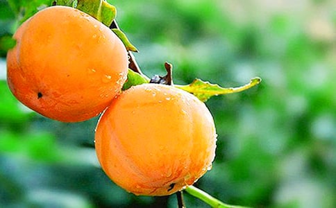 ���Ӽt�����ģ�ͨ��20ƪ��