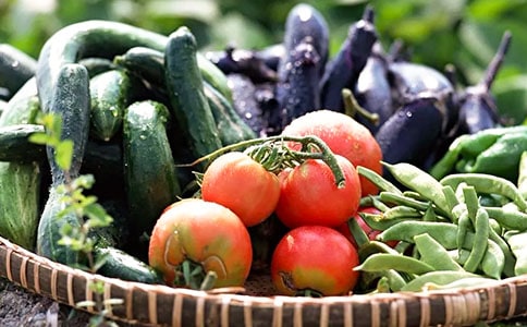 蔬菜的高效育苗技術(shù)