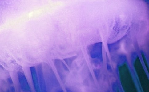 可愛(ài)的水母作文