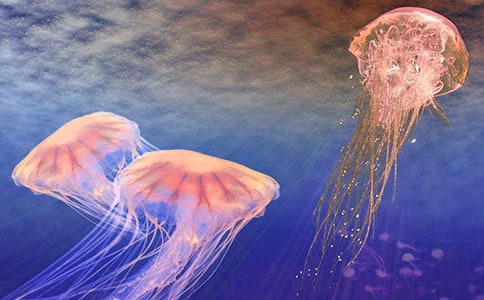 �P(gu��n)��ˮĸ���ģ�ͨ��31ƪ��