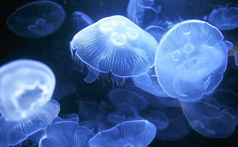 水母歷險(xiǎn)記之真相漸漸浮出水面