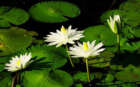 ˯ɏ�ķNֲ����