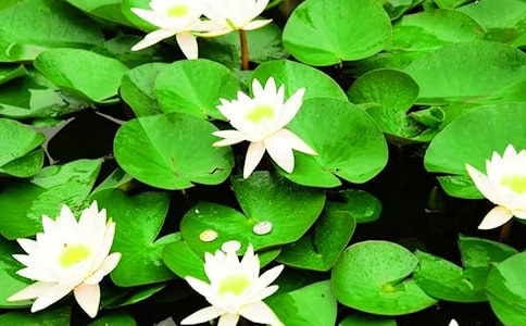 ˯ɏ�����ąR��[15ƪ]