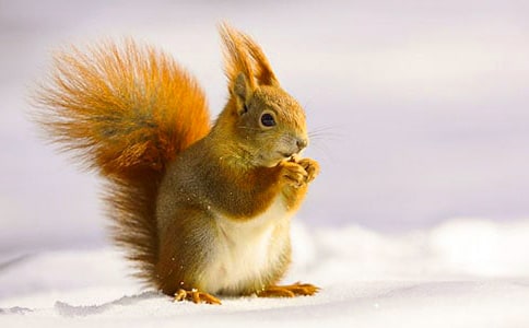 [�؂�]С�����һ�����˼