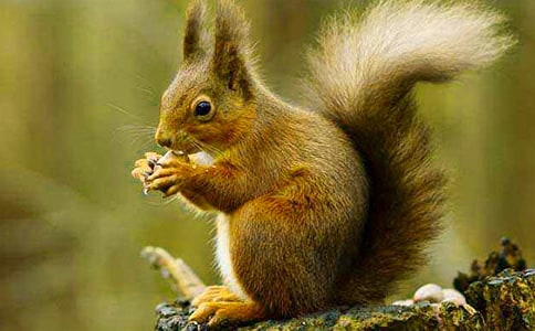 ����һֻ��������