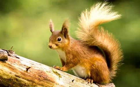 小松鼠作文14篇【集合】