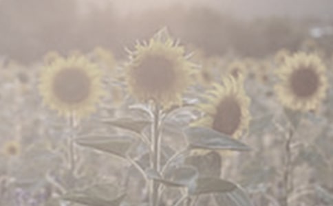 關(guān)于太陽(yáng)花的句子