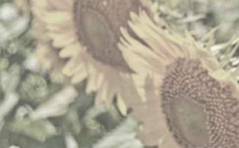 ̫ꖻ����_���f�f