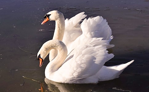 �����Z���Ľ�(j��ng)�䡾15ƪ��