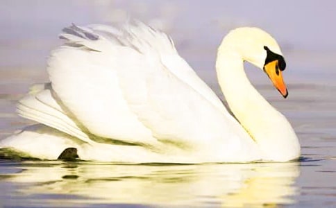 《黑天鵝紫水晶》讀后感(15篇)