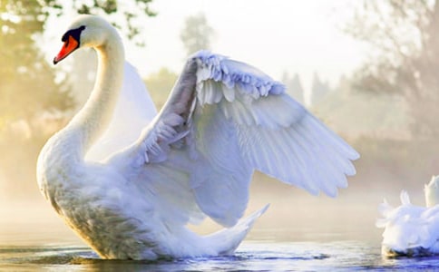 ��Ұ���Z���x���