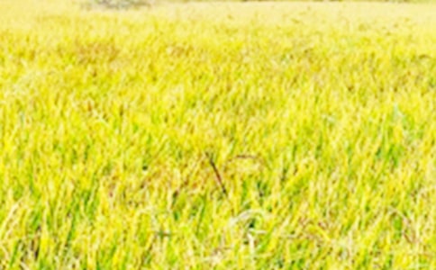 美麗的田野作文【匯編15篇】