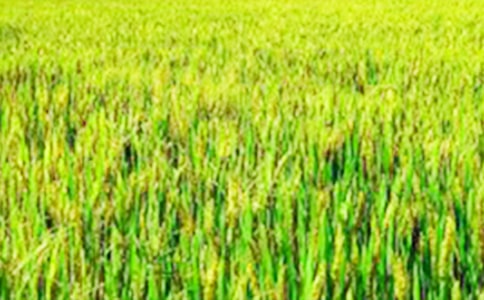 (��(j��ng)��)��������Ұ����15ƪ