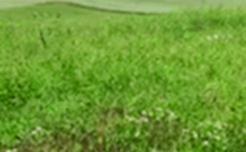 美麗的田野作文集合15篇