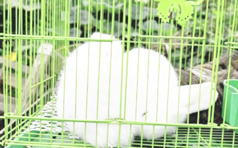 ���¸ҵ�����