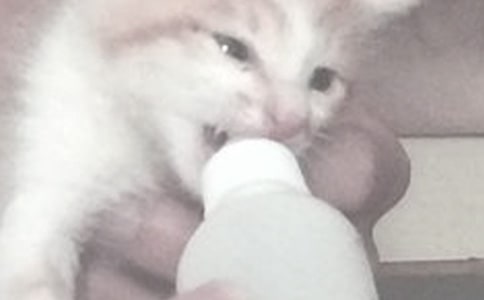 ι�����g�܉�����Ĥ��