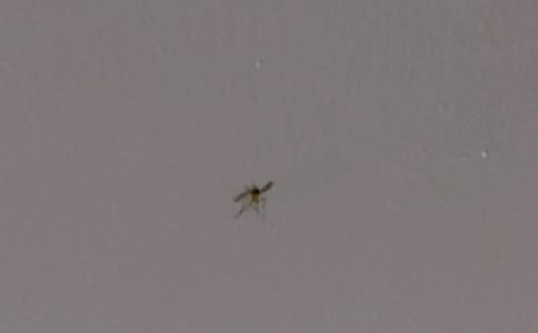 我是一只蚊子作文7篇(合集)