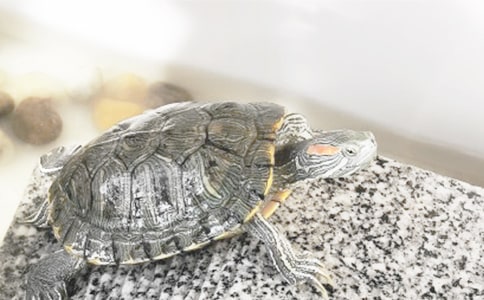 ���᡿�ɐ۵�С��������15ƪ