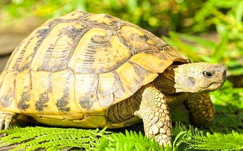 С��������[��(y��u)�x15ƪ]