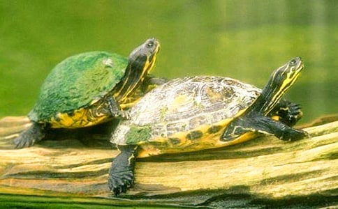 (精選)小烏龜作文