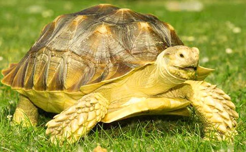 �����v�Uӛ����250��