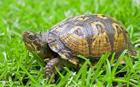 (��(j��ng)��)�ɐ۵�С��������