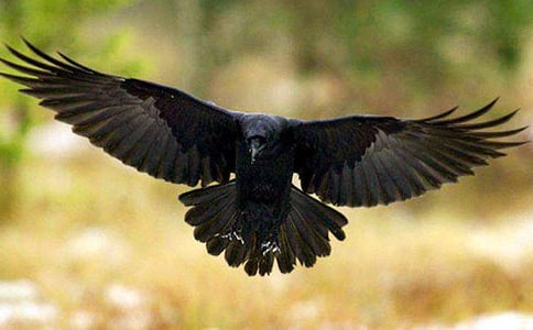 ���f�Ĺ���