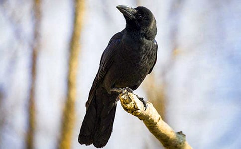 ���͞��f�����ӡ��x���11ƪ