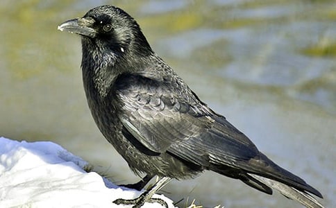 ���f��ˮ���ġ���(j��ng)�䡿