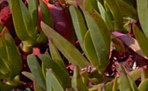 �P(gu��n)���簲���Z�п��ľ���