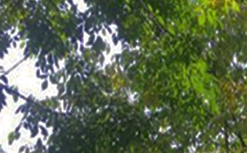 2024年治愈系午安心語短信集錦55句