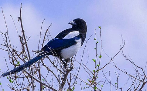 ����Ц��Сϲ�o�Ĺ���