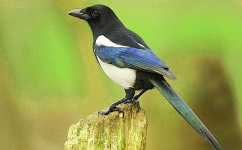 ��ϲ�o��Ъ���Z