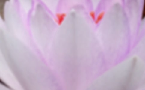 �茑�����ɻ���Ԋ��