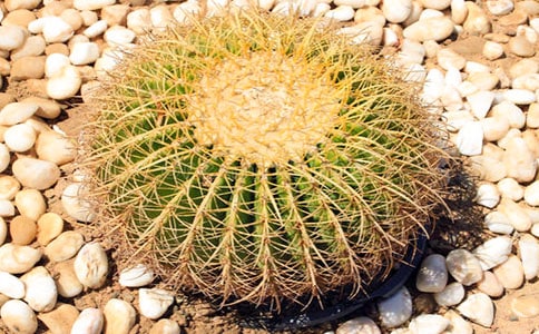 ���ϼ�������������