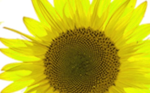 ��ϲ�g���տ�����(����13ƪ)