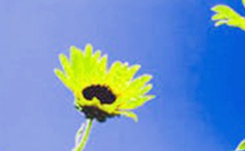 ���տ�����