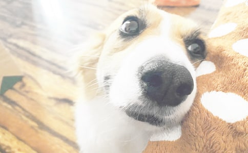 寫小狗的作文400字(通用53篇)