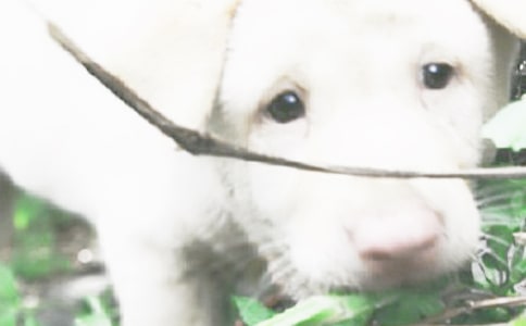 可愛的小狗作文【優(yōu)秀15篇】