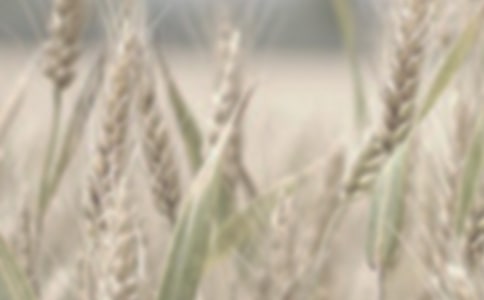 ��С������